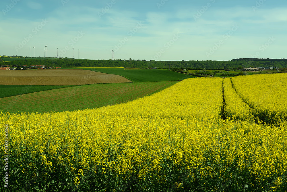 Rapsfeld Rapsfeld