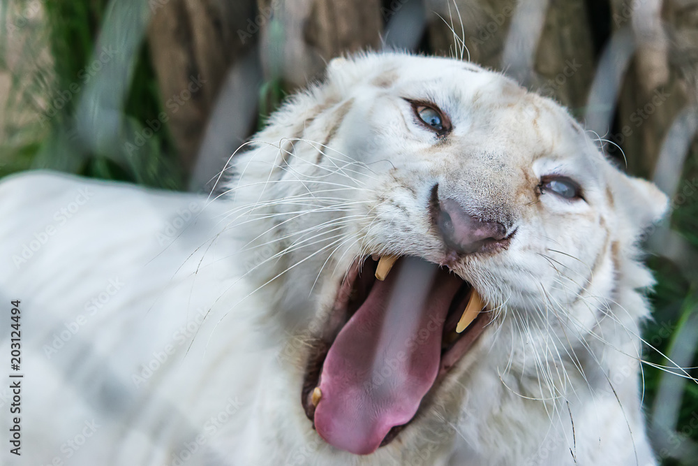 Naklejka premium White Tiger in zoo