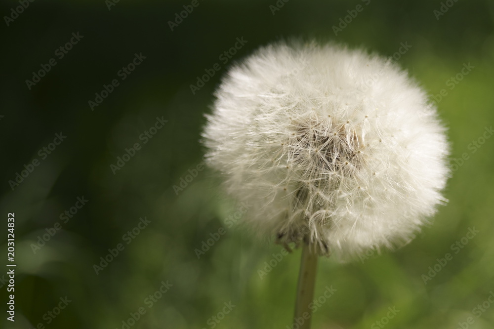 Beautiful background with dandelion seeds (Taraxacum officinale) Beautiful background with dandelion seeds (Taraxacum officinale)