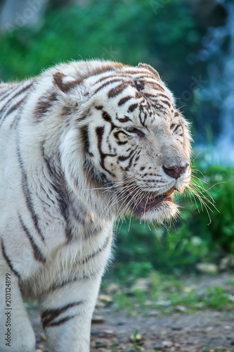 Fototapeta Naklejka Na Ścianę i Meble -  White Tiger in zoo