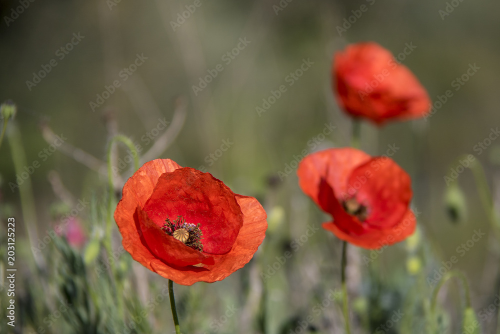 Obraz premium Amapolas