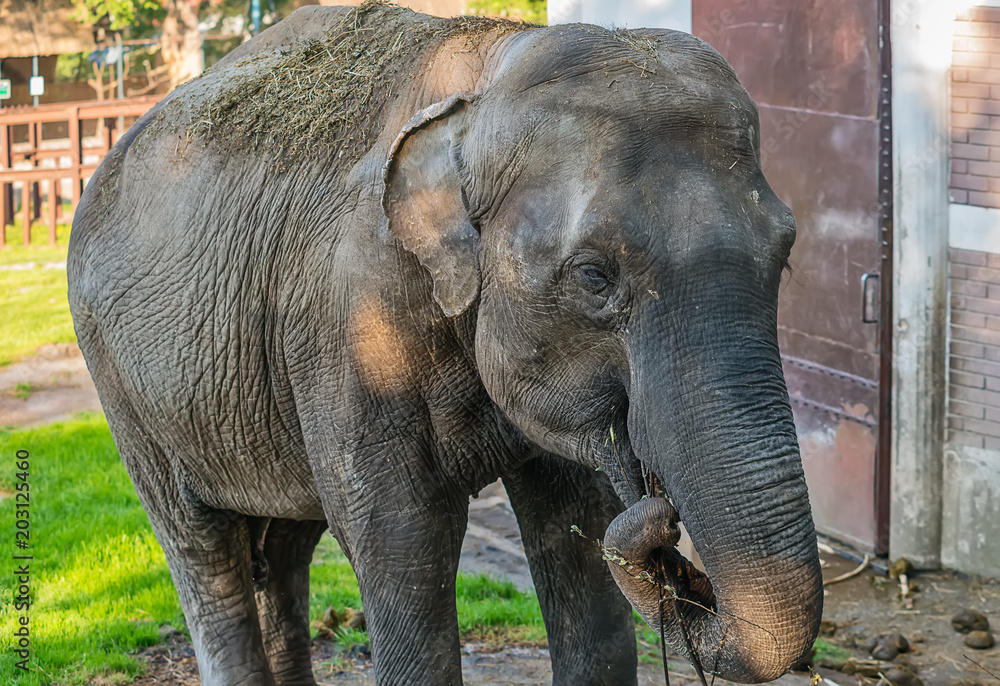 Naklejka premium Elephant in zoo