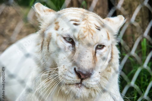 Fototapeta Naklejka Na Ścianę i Meble -  White Tiger in zoo