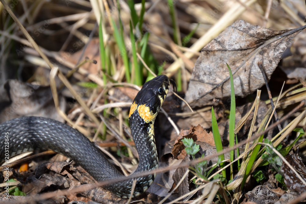 Obraz premium The non-poisonous snake in the grass close up