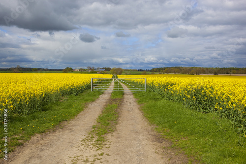 farm gate and flowering rapeseed crops