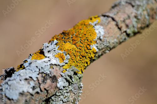 Yellow lichen on a tree branch. Close-up