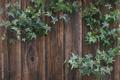 Close-up of green ivy twigs on a vintage wooden background. Top view, space for text