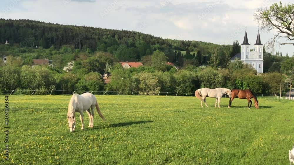 Farm with horses and rectory of Evangelical Church of Czech Brethren in Vanovice, Czech Republic Farm with horses and rectory of Evangelical Church of Czech Brethren in Vanovice, Czech Republic