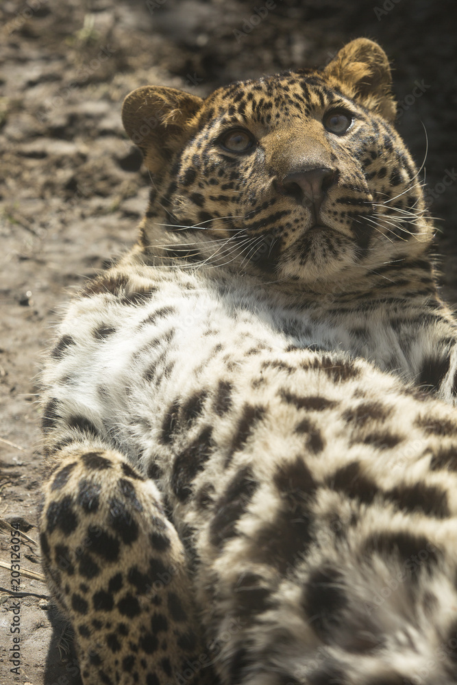 Obraz premium Luipaard ligt op zijn rug te kijken.