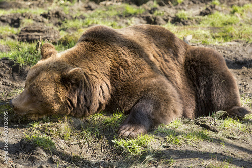 Wallpaper Mural Bruine beer, plat op de buik. Torontodigital.ca