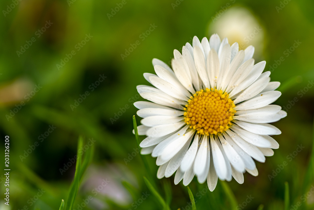 Front perspective of a daisy with a green bokeh Front perspective of a daisy with a green bokeh
