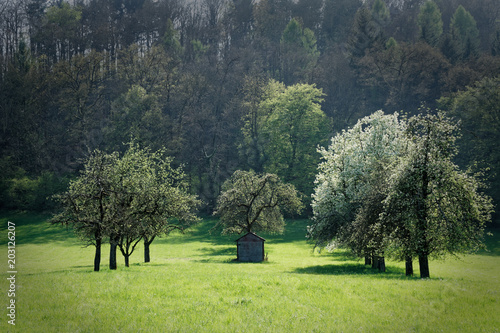 A shed is framed by flowering apple trees. The light green meadow is in contrast to the dark green of the forest in the background