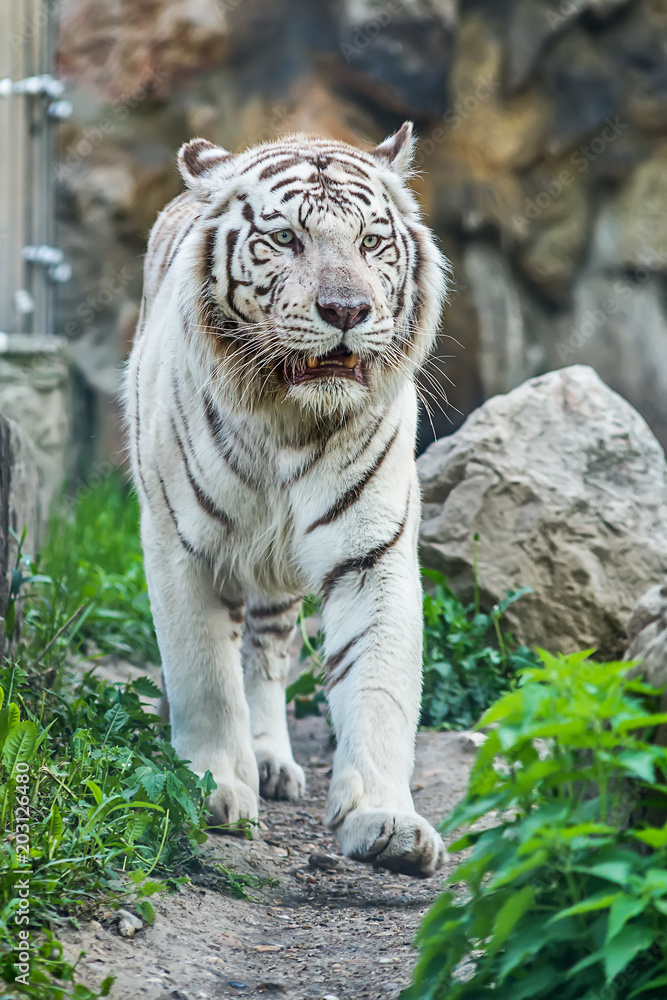 Naklejka premium White Tiger in zoo