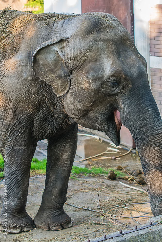 Fototapeta premium Elephant in zoo 