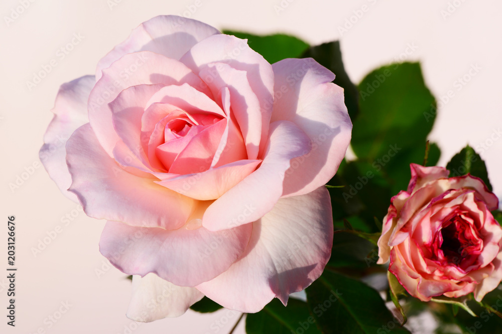 Fototapeta premium Rosen