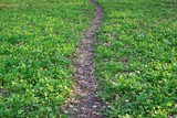 Pathway in forest between green grass with yellow flowers