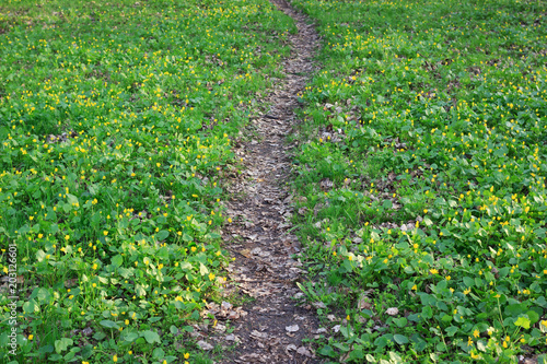 Pathway in forest between green grass with yellow flowers
