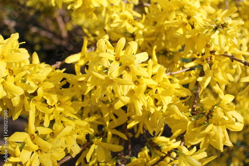 Foto flower желтые цветы