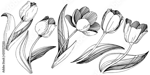 Wildflower tulip flower in a vector style isolated. Full name of the plant: tulip. Vector wildflower for background, texture, wrapper pattern, frame or border.