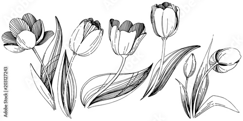 Wildflower tulip flower in a vector style isolated. Full name of the plant: tulip. Vector wildflower for background, texture, wrapper pattern, frame or border.