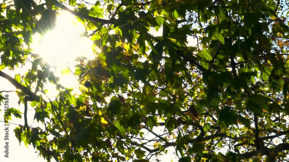 Sunlight glinting through the leaves of a horse chestnut tree in Fall or Autumn Sunlight glinting through the leaves of a horse chestnut tree in Fall or Autumn