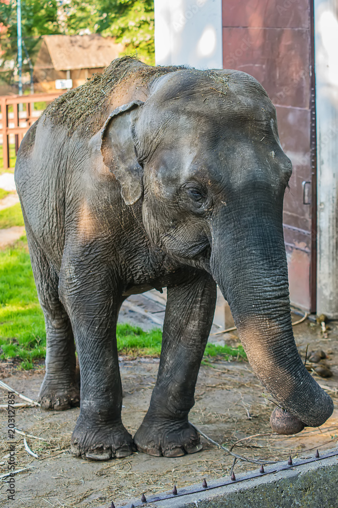 Naklejka premium Elephant in zoo 