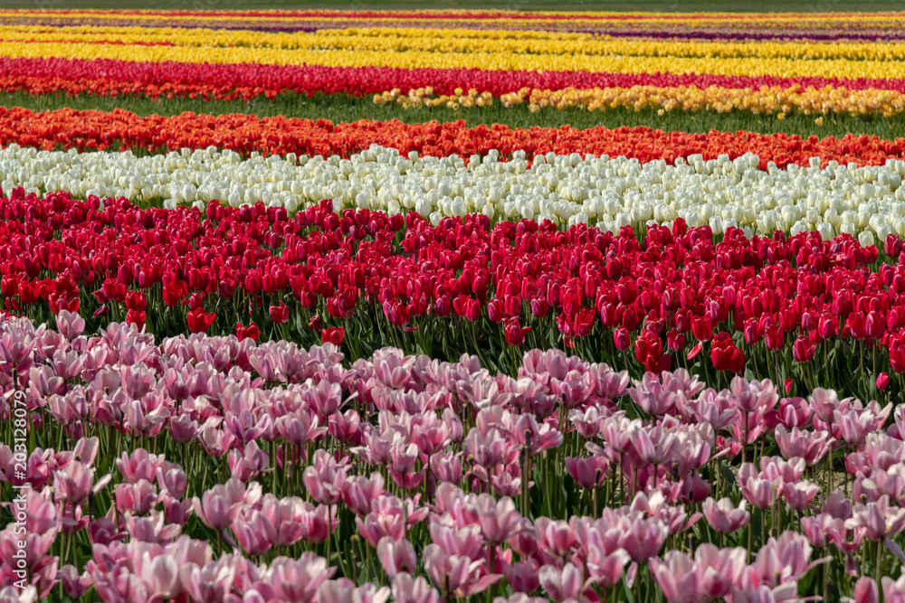 Mulit-colored rows of tulips in a tulip field