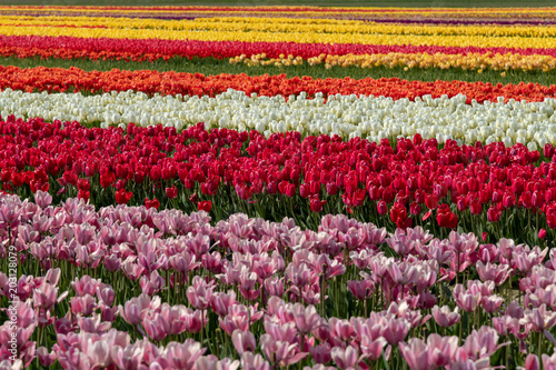 Mulit-colored rows of tulips in a tulip field