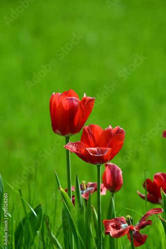 rote Tulpen auf Wiese