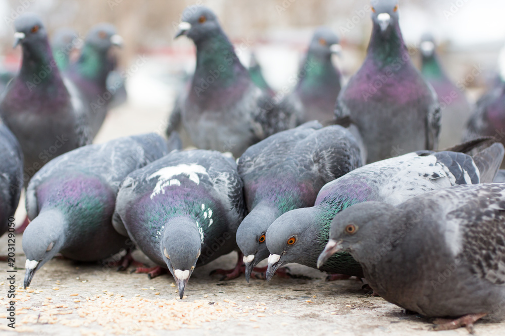 Fototapeta premium Gray doves close-up, pecking grains off the ground