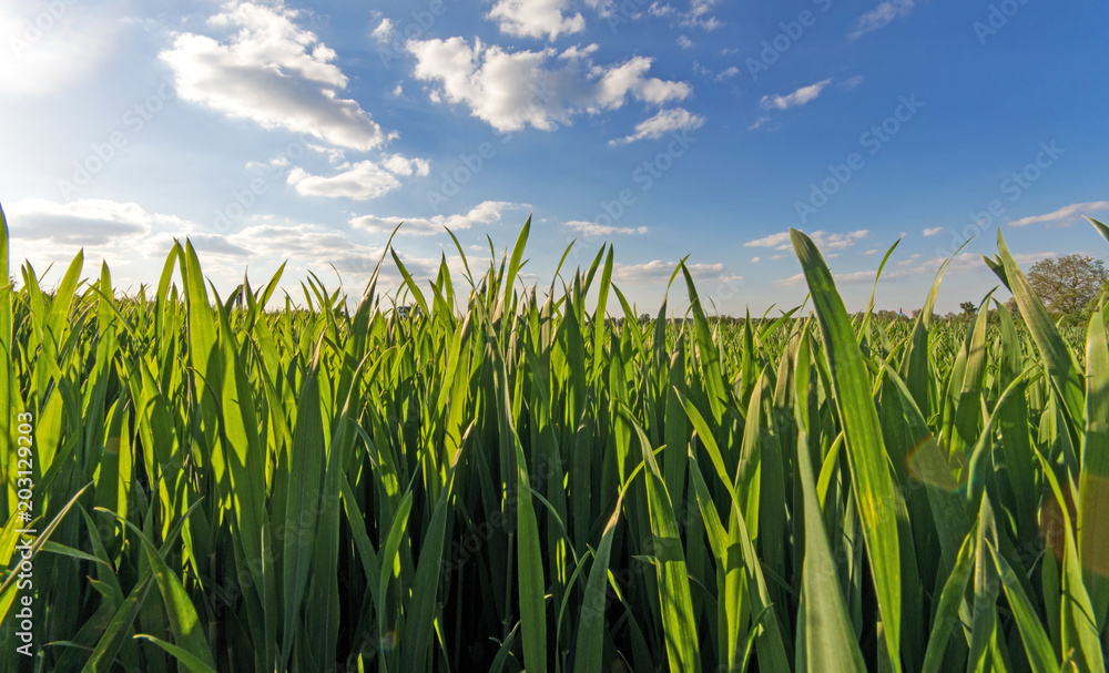 Fototapeta premium Frühlings-Hintergrund: Grünes Gras mit blauem Himmel :)