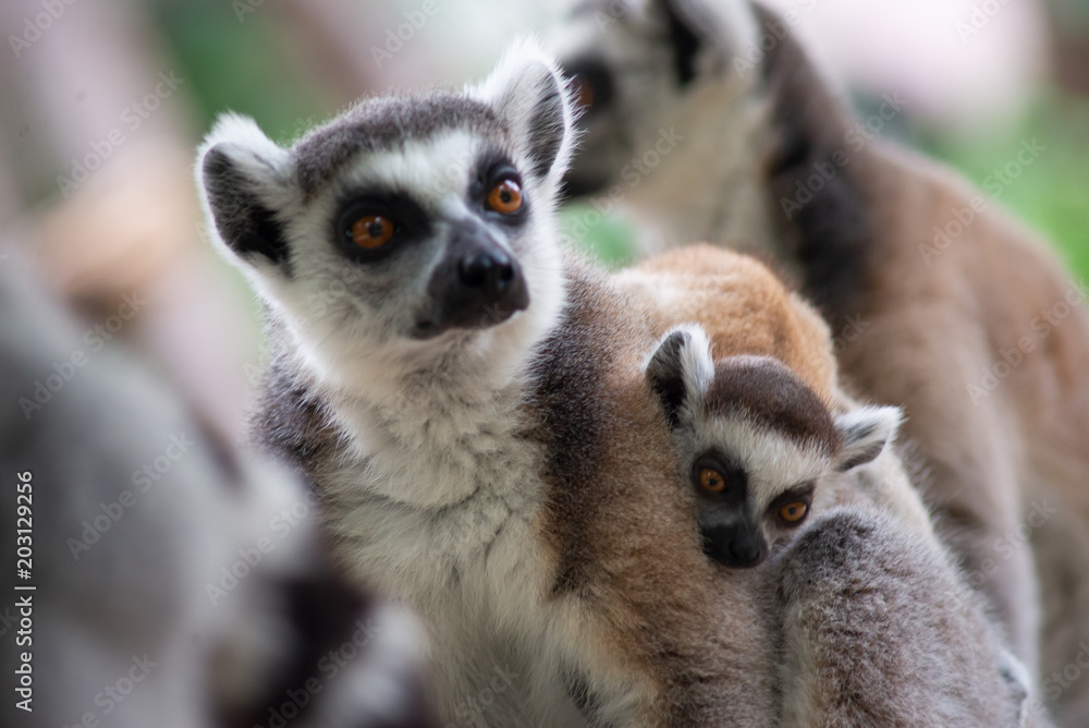 Obraz premium Lemur