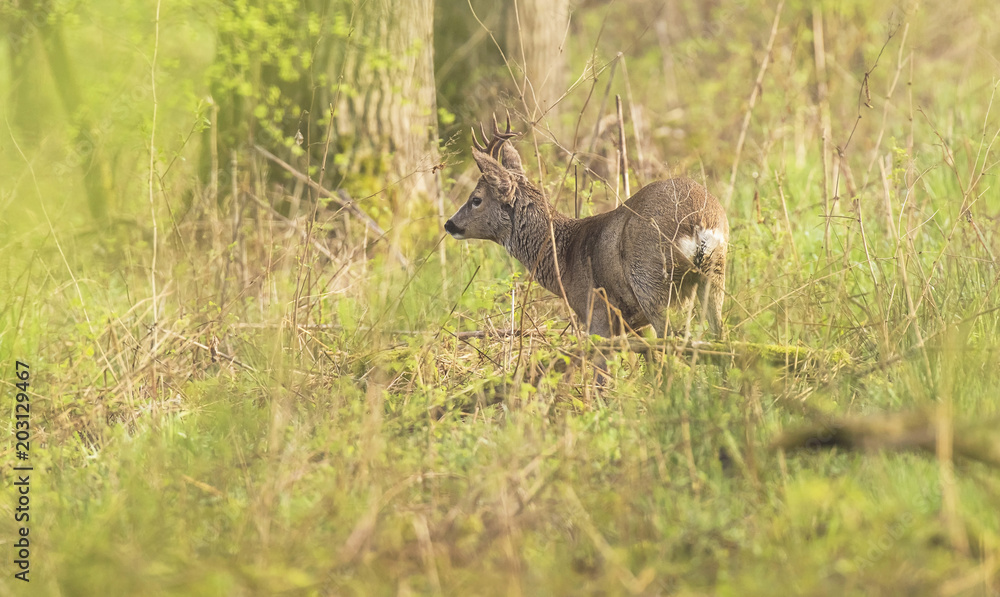 European roe deer buck roaming through bushes.