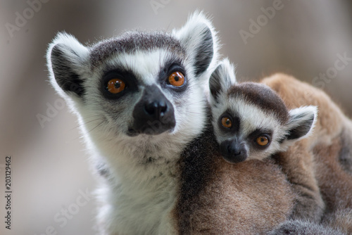 Lemur © J.NATAYO
