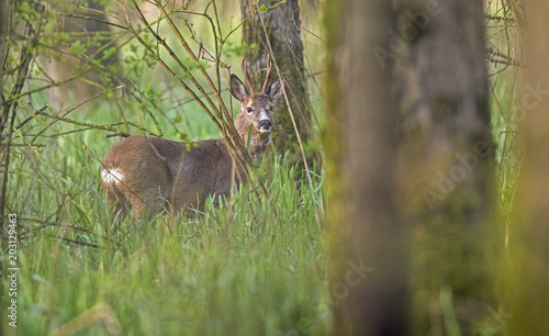 European roe deer buck between tall grass in forest looking towards camera. © ysbrandcosijn