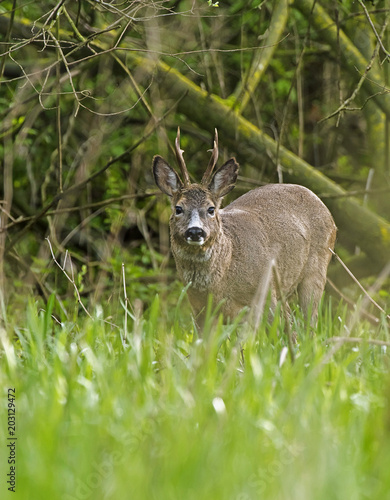 Fototapeta Naklejka Na Ścianę i Meble -  Alert european roe deer buck in forest looking towards camera.