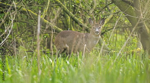 Fototapeta Naklejka Na Ścianę i Meble -  Alert european roe deer buck in forest looking towards camera.