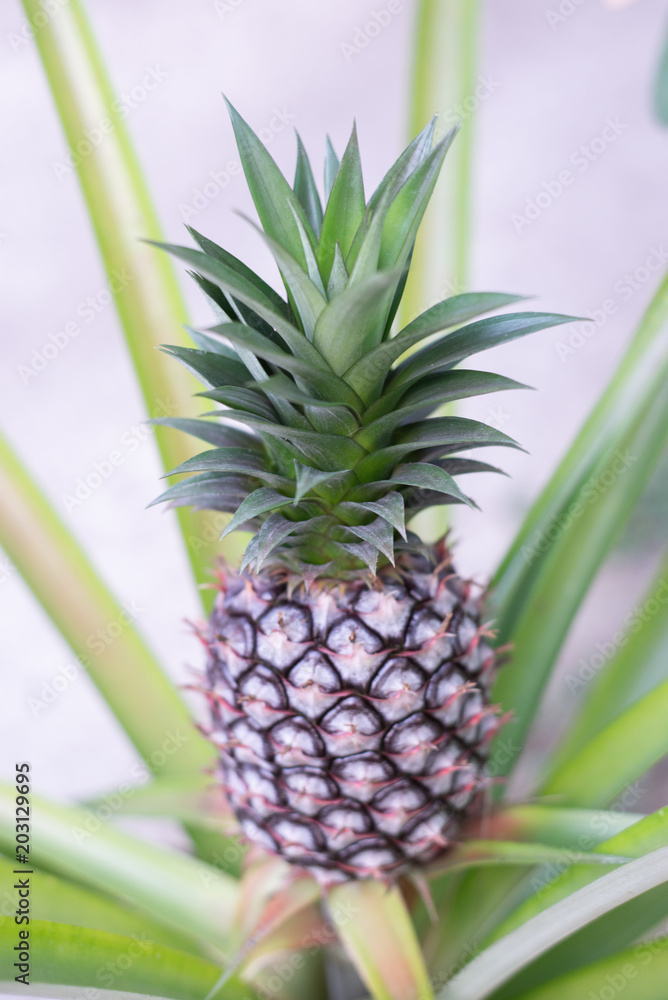 Pineapple growing on a tropical plant in thailand Pineapple growing on a tropical plant in thailand