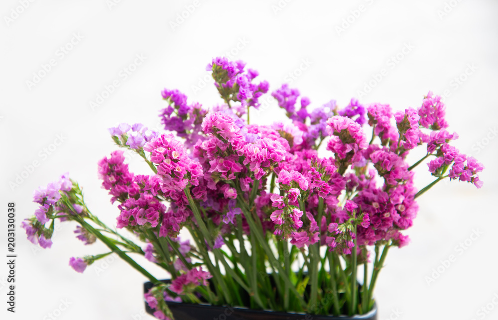 Fototapeta premium Fuchsia dry flower