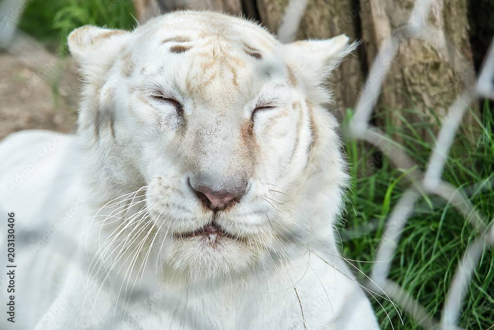 Naklejka premium White Tiger in zoo 