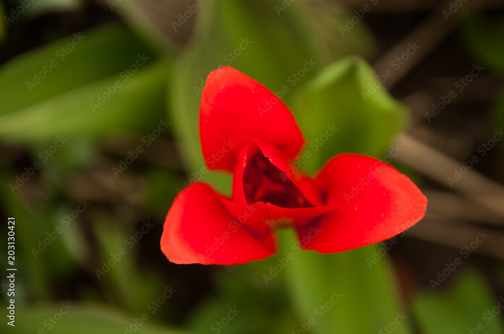 Red tulip macro from above. Green background. Spring nature Red tulip macro from above. Green background. Spring nature