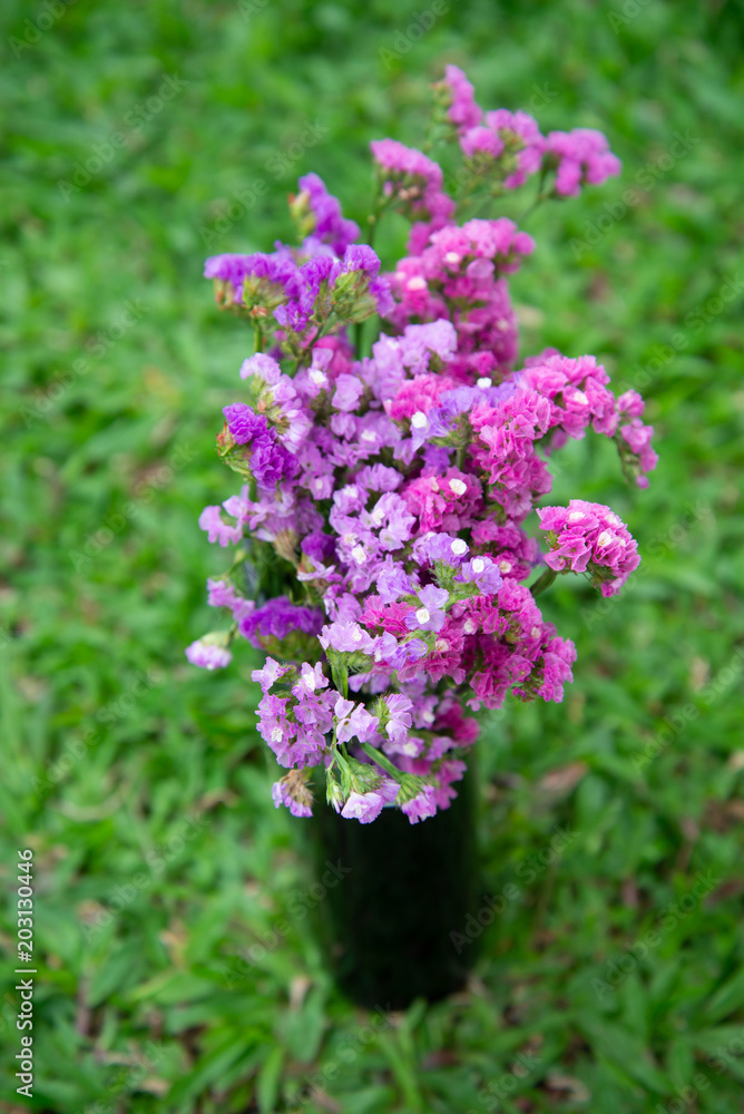 Obraz premium Fuchsia dry flower