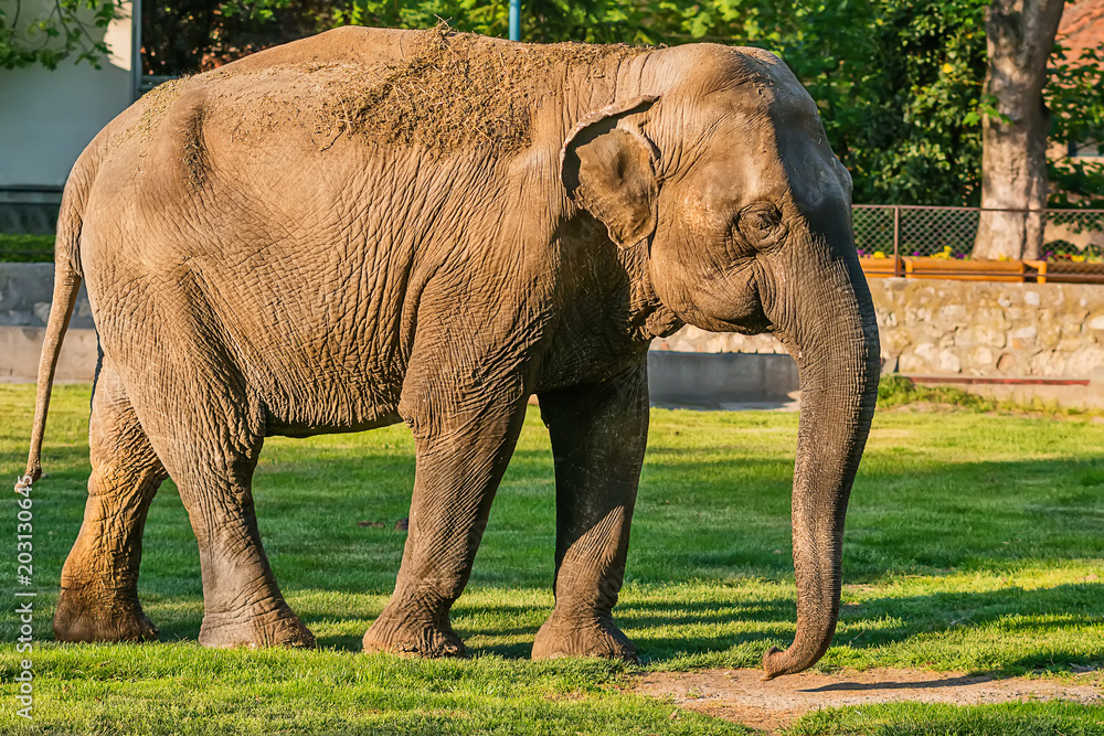 Naklejka premium Słoń w zoo
