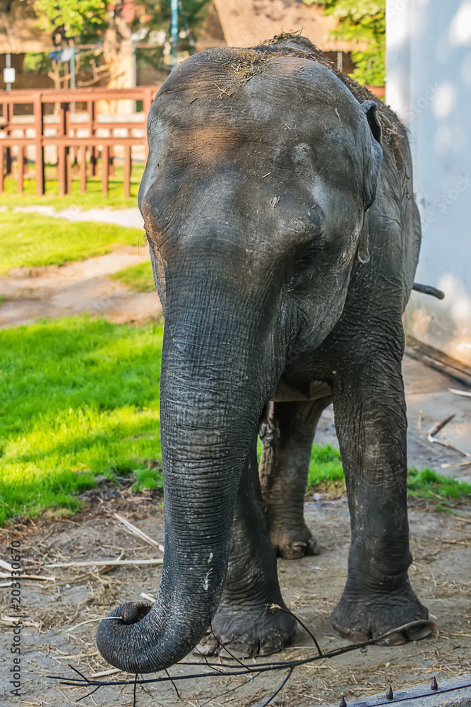 Naklejka premium Elephant in zoo