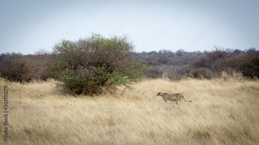 Guépard de Namibie Guépard de Namibie