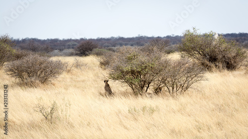 Guépard de Namibie