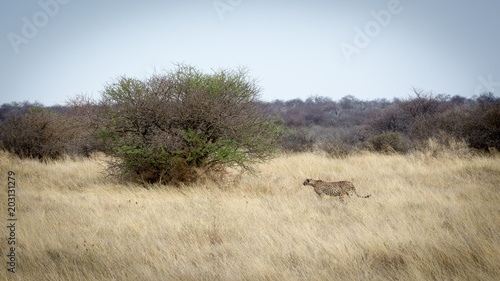 Guépard de Namibie © VincentBesse 