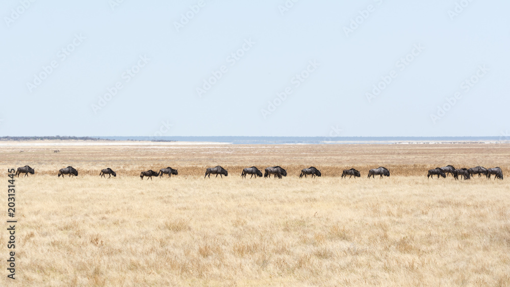 Wildebeest from Namibia