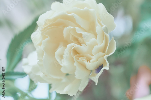 white pink flower macro