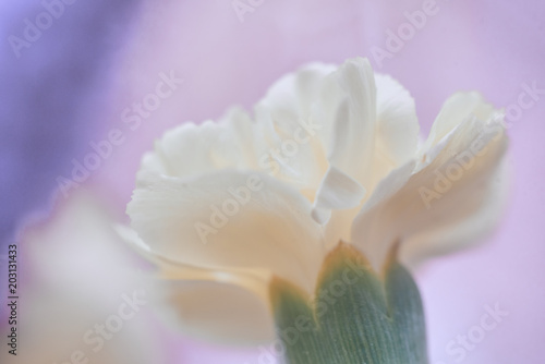 white pink flower macro